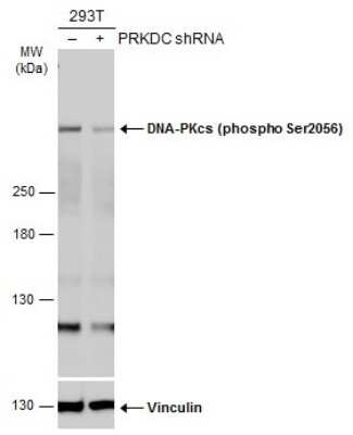 Western Blot: DNA-PKcs [p Ser2056] Antibody [NBP3-13142]